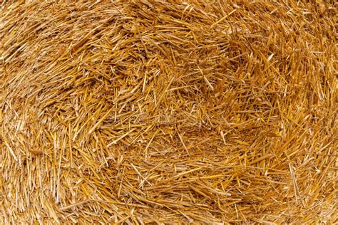 Hay Bale Background After Harvest With Sun Rays Dry Straw Pressed Into