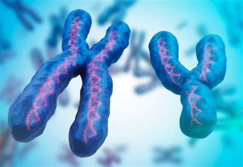 Do Changes In The Structure Of Chromosomes Affect Health And