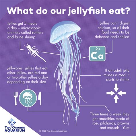 What Do Jellyfish Eat