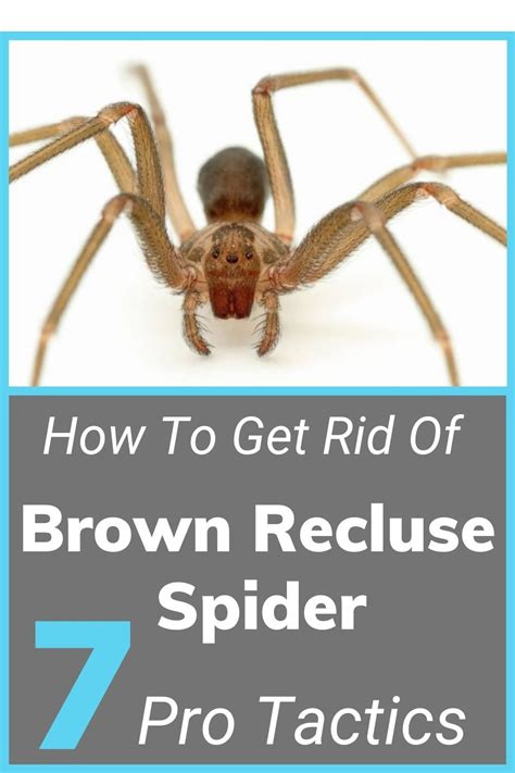 7 Pro Tactics How To Get Rid Of Brown Recluse Spiders Safely Brown
