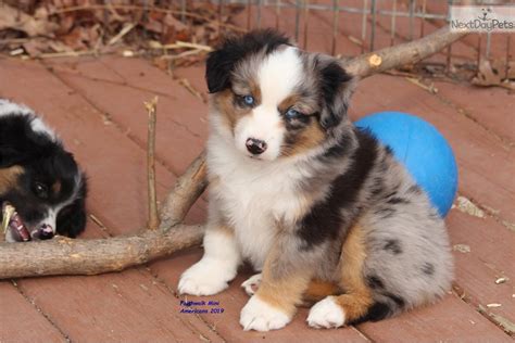 Past litters have produced high drive dogs that excel a… championship german shepherd puppies available! Bliss: Miniature American Shepherd puppy for sale near ...