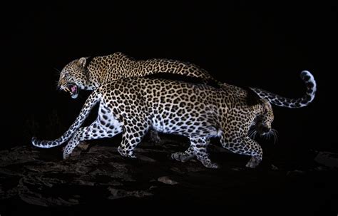 One Photographer's Pursuit To Capture Pictures Of The Elusive African Black Leopard | Here & Now