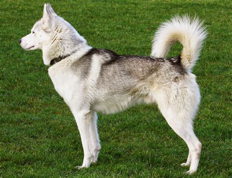 Gone to the snow dogs. Amazing Siberian Husky: How Big Do Siberian Huskies Get