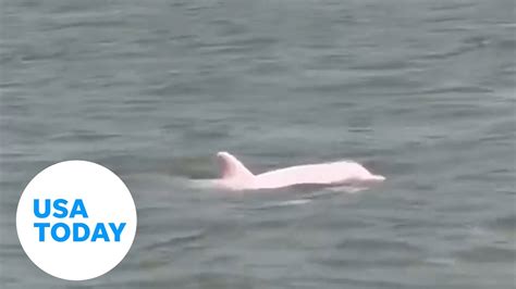 Rare Pink Dolphin Named Pinky Spotted Near Louisiana Shore Usa