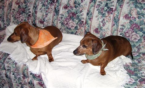 My Doxies Doxie Animals Pets