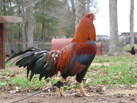 Смотреть jeremy chandler asil hamlin скачать mp4 360p, mp4 720p. Chandler Gamefowl Farm