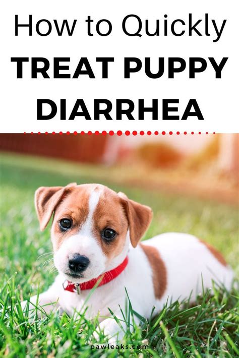 How To Treat Puppy Diarrhea In 2021 Getting A Puppy Puppies Dogs