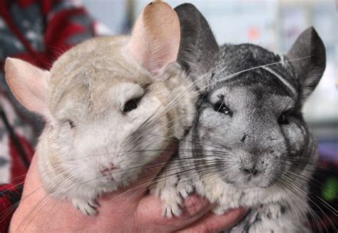 6 Fascinating Facts About Chinchilla As Pet