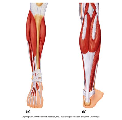 This is important to understand the actions of the thigh muscles in limb movement. Muscle: Lower Leg & Foot
