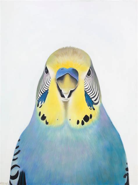 Budgie Art Print Quirky Realistic Colourful Art For Your Walls