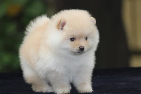 20 yards pom poms fringe ball trim sewing ribbon embroidered lace tassel applique for clothing accessories bedding quilting crafts supplies (white). Toy Pom Puppy for Sale, Dog Store Near Me Delhi NCR at ...