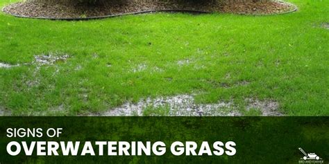 Signs Of Overwatering Grass And Fixes To Overwatering Lawn Bird And