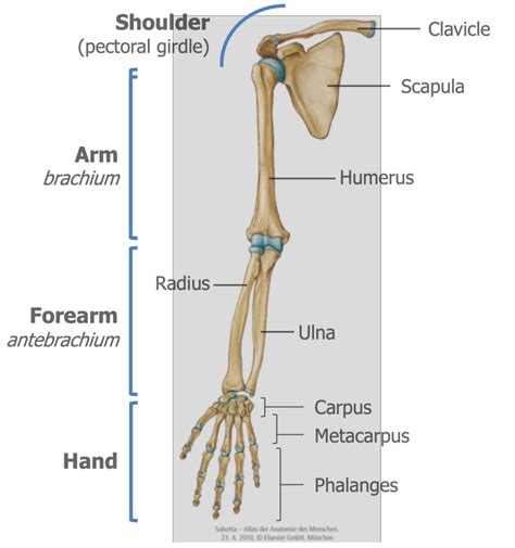 Joints Of The Upper Limb Diagram Quizlet