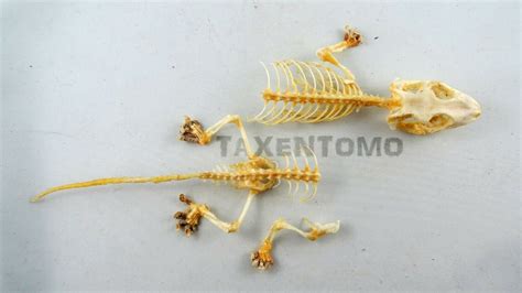 Gecko Skeleton