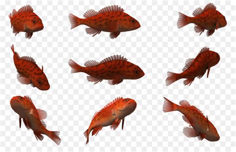 This clipart image is transparent backgroud and png format. Fantastis 19+ Gambar 3d Ikan - Gani Gambar