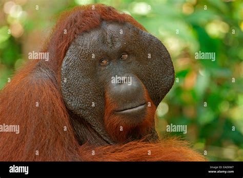 Bornean Orangutan Pongo Pygmaeus Male Tanjung Puting National Park