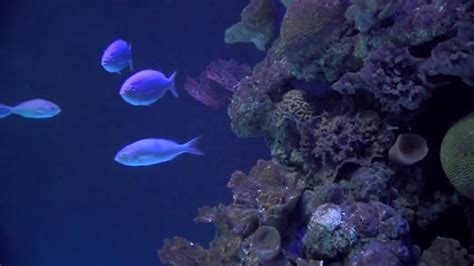 7 Seas Aquarium Opening Soon In Temple Kwkt Fox 44