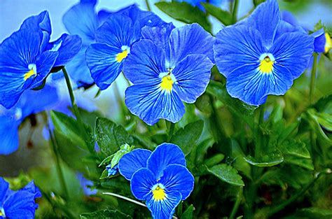 Flores Azules Stock De Foto Gratis Public Domain Pictures