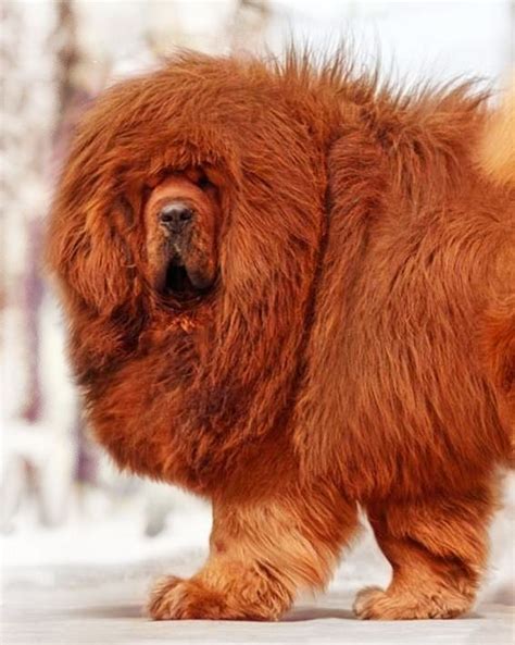 185 Best Shar Pei Tibetan Mastiff Chow Images On Pinterest Dog
