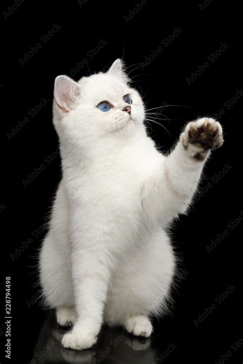 Playful British White Cat With Blue Eyes Sitting And Catching Paw