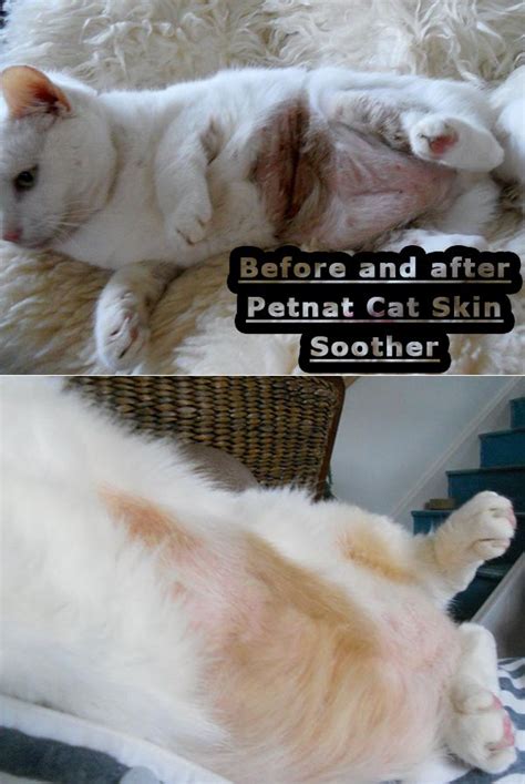 Monty Before And After Petnat Skin Soother For Cats Available At
