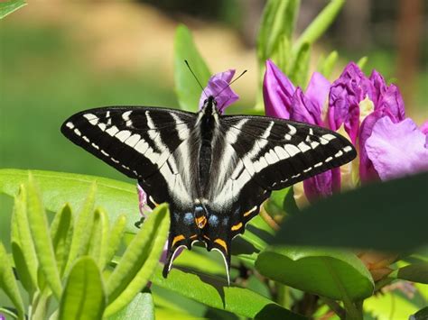 Pale Tiger Swallowtail Papilio Eurymedon Bugguide Net