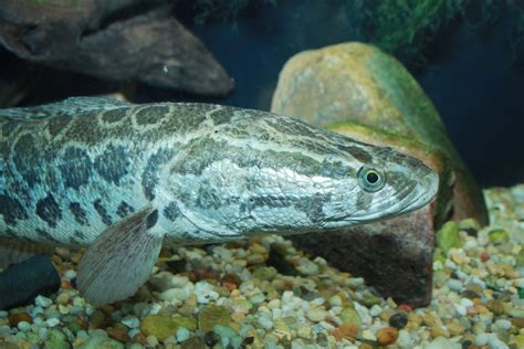 But are being found in some states and may be damaging to native fish species. Snakehead Fish: Invasive Predators in North America ...
