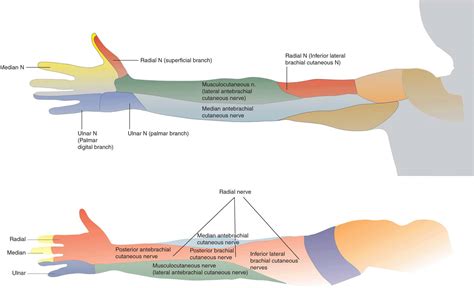 Axillary Brachial Plexus Block Hadzics Peripheral Nerve Blocks And