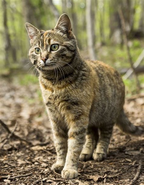 Feral Cat Invasive Species Of The Virgin Islands