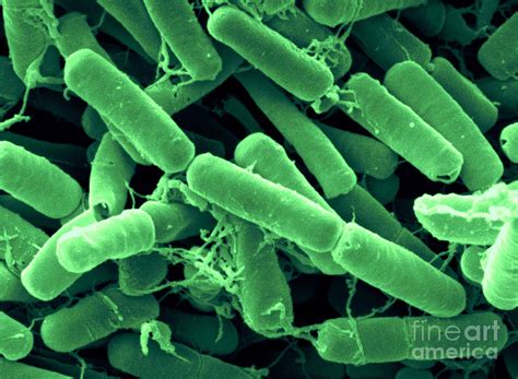 Bacillus Thuringiensis Bacteria 2 Photograph By Scimat Pixels