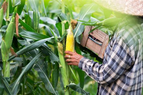 Premium Photo Agriculture Harvesting Corn Corn Farmers Plant Corn