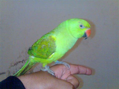 Talking Parrot For Sale In Islamabad Pets For Sale In