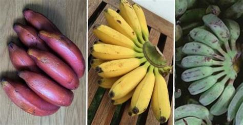 Types Of Bananas Cavendish Red Mini Plantain And More Including