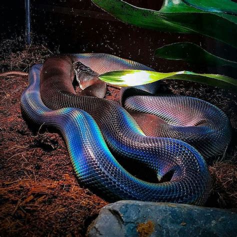 The White Lipped Python Do You Like Snakes 😛 Follow Mantasha 7059