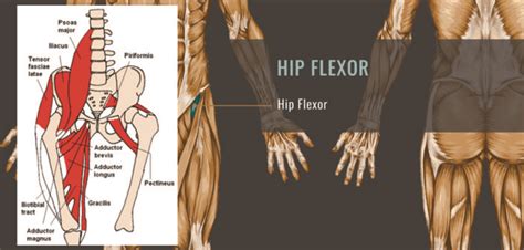 A stiff back and hip area are common from both sitting too much and 1. Foam Roller Hip Flexor Exercises (VIDEO) - Improve Hip ...