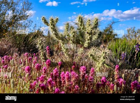 Purple Desert Flowers Blooming With Cholla Cactus Stock Photo Alamy