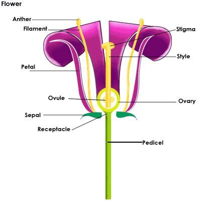 The main flower parts are the male part called the stamen and the female part called the pistil. 17 Best images about Plant Systems: Ch 2 on Pinterest ...