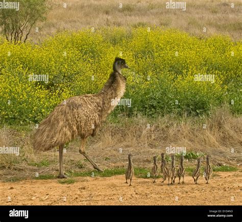 Group Baby Emu Hi Res Stock Photography And Images Alamy