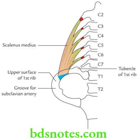 Deep Structures Of The Neck And Prevertebral Region Question And