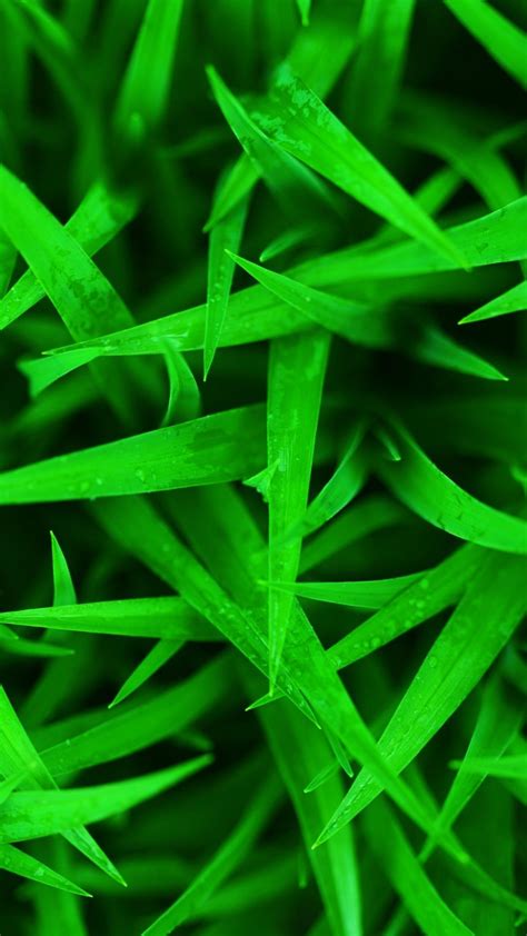 Grass Hd Mobile Wallpapers Wallpaper Cave