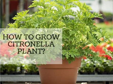 How To Grow Citronella Plant Gardens Nursery