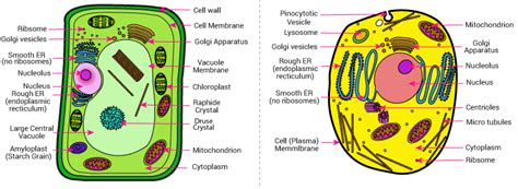 Labelled diagrams of typical animal and plant cells with editable. differentiate between plant cells animal cells with the ...