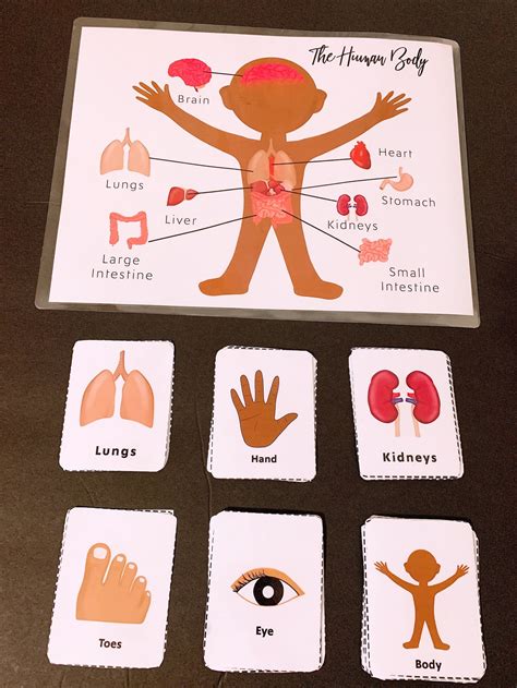 Human Body Printable Package Flashcards Digital Download Etsy