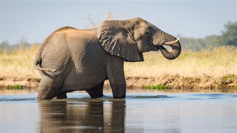 African elephant species now Endangered and Critically Endangered - IUCN Red List | IUCN NL