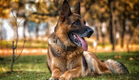 German Shepherd Facts Essential Info On A Big Lovable Breed
