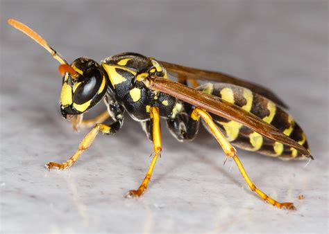 Yellow Jacket Wasp 1 Flickr Photo Sharing