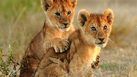 Download Cub Animal Lion Hd Wallpaper