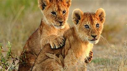 Lion Cubs Cub Lions Animal Laptop Wallpapers
