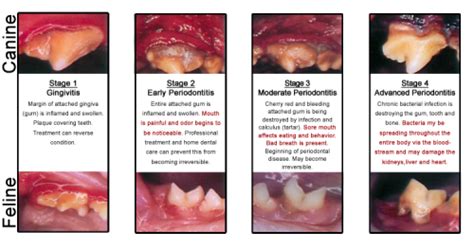 Canine Periodontal Disease Is The Most Common Clinical Condition