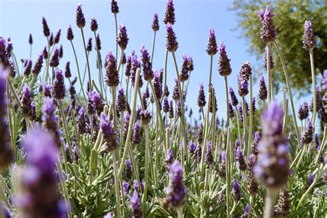 French Lavender How To Grow And Care For It In Your Yard